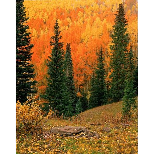 Hillside of Fall color-orange and gold Aspen trees in the Colorado Rocky Mountains